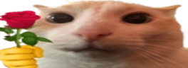 wideCatRose emote