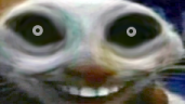 xddiminyourwalls emote