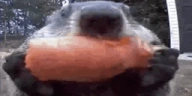 VeryPog emote