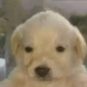 chucha emote