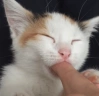 GOPERSFAVJOB emote
