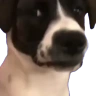 DogLookingSussyAndWeirdChamp emote