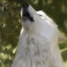 AWOO emote