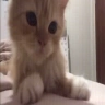 CatWaiting emote