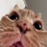 WDYM emote