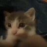 catkiss emote