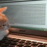 catChatting emote