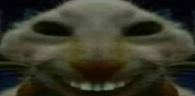 xddStare emote