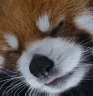 tired emote