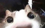 hii emote