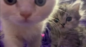 horoshki emote