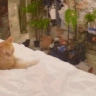 catSus emote