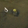 TEEMOING emote