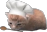 Ched