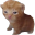 Roppie