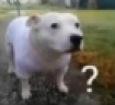DoggoConfuse emote