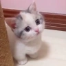 catwithblankthoughtlesseyesstaringlookingatsomethinglistoflongcrimescriminalguiltyassaulttheftfraud emote