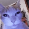 catStare emote