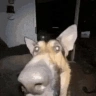 xdd emote