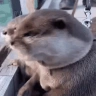 OOP emote