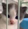 heheJail emote