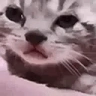 sadCat emote