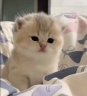 milawka emote