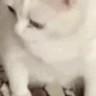 Gag emote