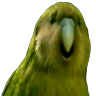 RareParrot emote