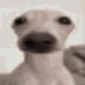 StareDogLookingAtYou emote
