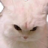 ANGY emote
