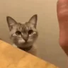 HighFive emote