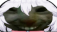 xddvei