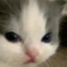 notHehe emote
