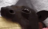 banan emote