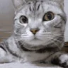 catSNIFFA emote