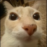 CaraGato emote