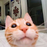snif emote