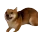 dogSpin