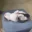 kittencatsleepinglyingdownrestingweirdlyinaweirdpositionwhileholdingpaws
