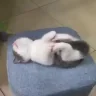 kittencatsleepinglyingdownrestingweirdlyinaweirdpositionwhileholdingpaws emote