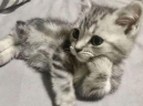 chillLeju emote