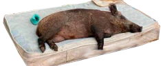 kabanchik emote