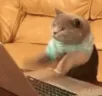Catting emote