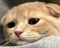 sad emote
