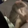 Fight emote