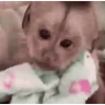 SadMonkey emote