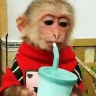MonkeySip emote