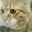Cat420