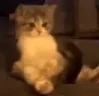 unkok emote